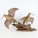 TAXIDERMY - a pair of snipe on naturalistic wood base, height approx 45cm