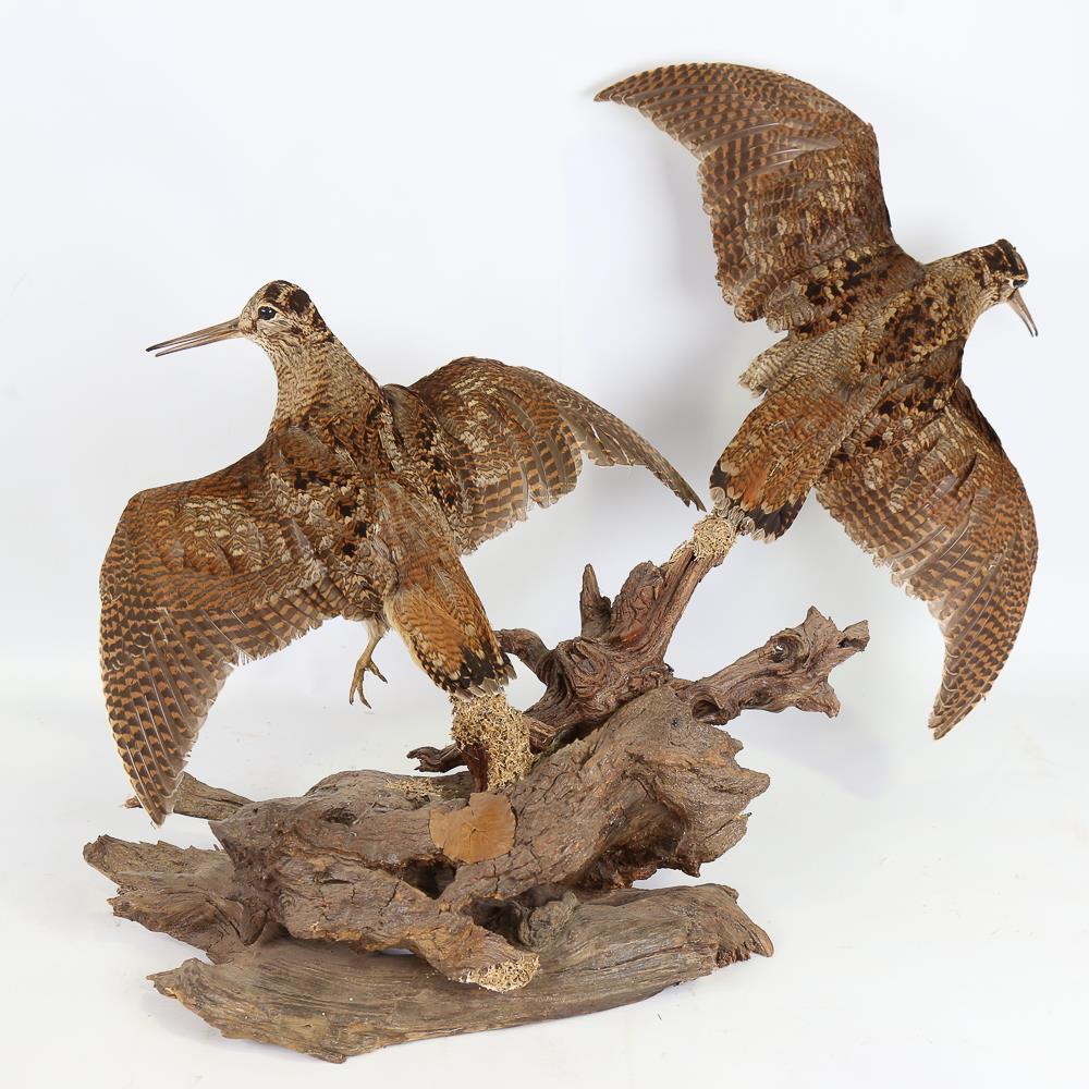 TAXIDERMY - a pair of snipe on naturalistic wood base, height approx 45cm - Image 3 of 3