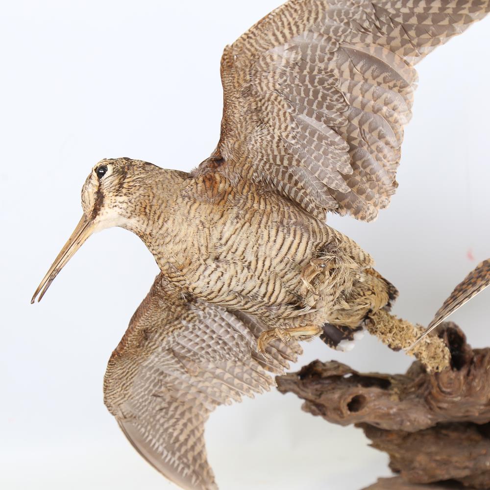 TAXIDERMY - a pair of snipe on naturalistic wood base, height approx 45cm - Image 2 of 3