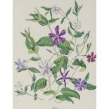 John Nash (1893 - 1977), colour lithograph, Vinca from English Garden Flowers, 1 of 12 printed by