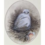 Timothy Greenwood (1946 - 2010), watercolour, chick in the nest, signed, 27cm x 22cm, framed Good