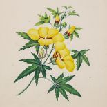 19th century watercolour, botanical study, sheet size 27cm x 22cm, unframed A few fox marks in the