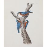 Company School Delhi, watercolour, study of 3 Kingfishers, circa 1840, sheet size 24cm x 19cm,