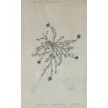 19th century British School, pencil and watercolour on laid and watermarked paper, Gentiana