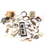 TAXIDERMY - various animal specimens, skull, crayfish, seahorse etc (boxful)