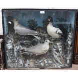 TAXIDERMY - a display of 3 seabirds, including seagulls, in naturalistic setting, H61cm, W68cm,
