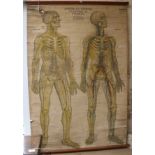 An American Frohse anatomical chart, by Adam, Rouilly & Co, edited revised and augmented by Max