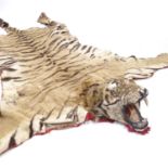 TAXIDERMY - a tiger skin rug, early 20th century, modelled with head bearing teeth, on felt backing