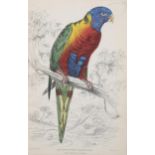 Edward Lear (1812 - 1888), hand coloured lithograph on paper, blue bellied lorikeet (1836), 6.75"