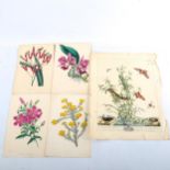 A folder of mainly 19th century hand coloured prints, insects, butterflies and botanical,