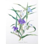 John Nash (1893 - 1977), colour lithograph, Tradescantia Virginica, 27cm x 20cm, mounted, from the