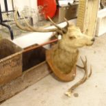 TAXIDERMY - a stag's head and antlers, on oak shield plaque, with subsidiary plaque inscribed Shot