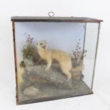TAXIDERMY - an albino polecat, in naturalistic surround, with glazed case by Fred Sanders, H31.