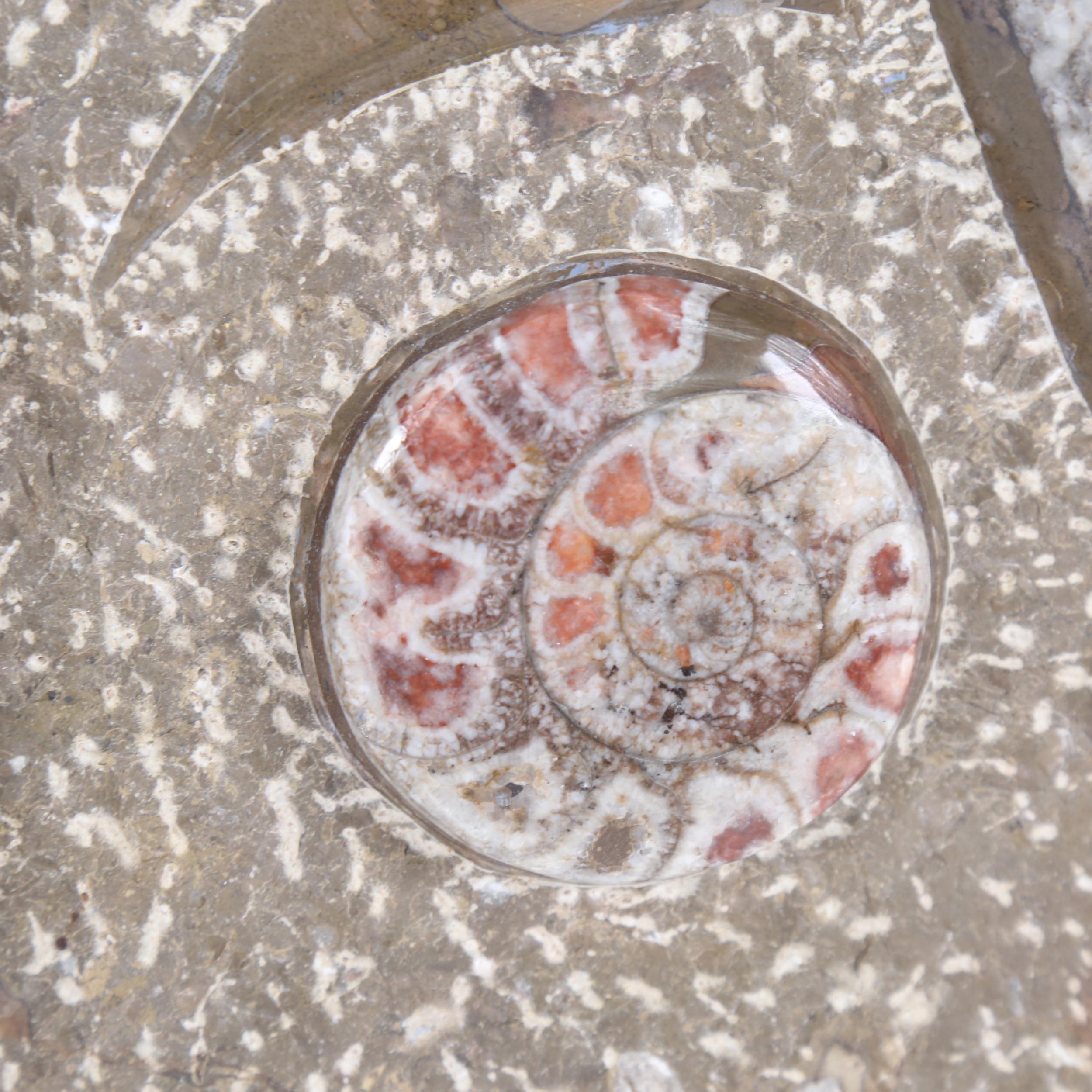 A large ammonite and orthoceras fossil panel, 50cm x 38cm - Image 2 of 2