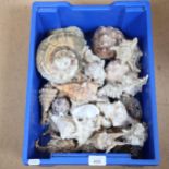 A box of seashells
