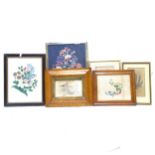 A collection of Antique botanical studies, framed (6)