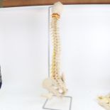 A resin model of a human spine on stand.