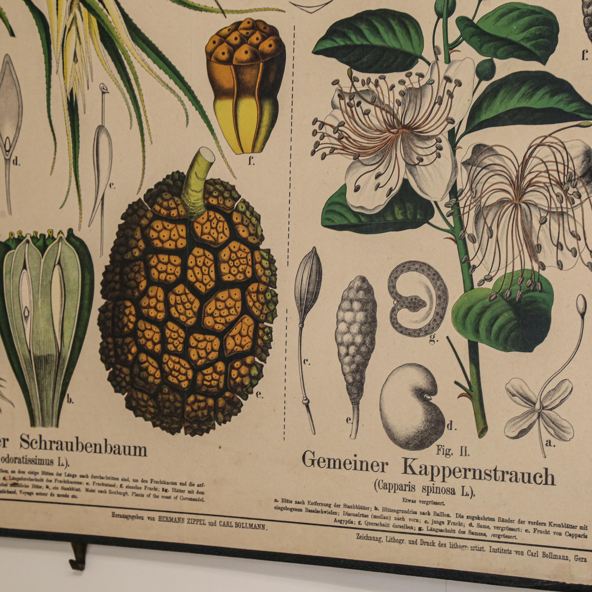 A pair of German natural history botanical classroom educational posters, by Friedrich Vieweg & - Image 2 of 2