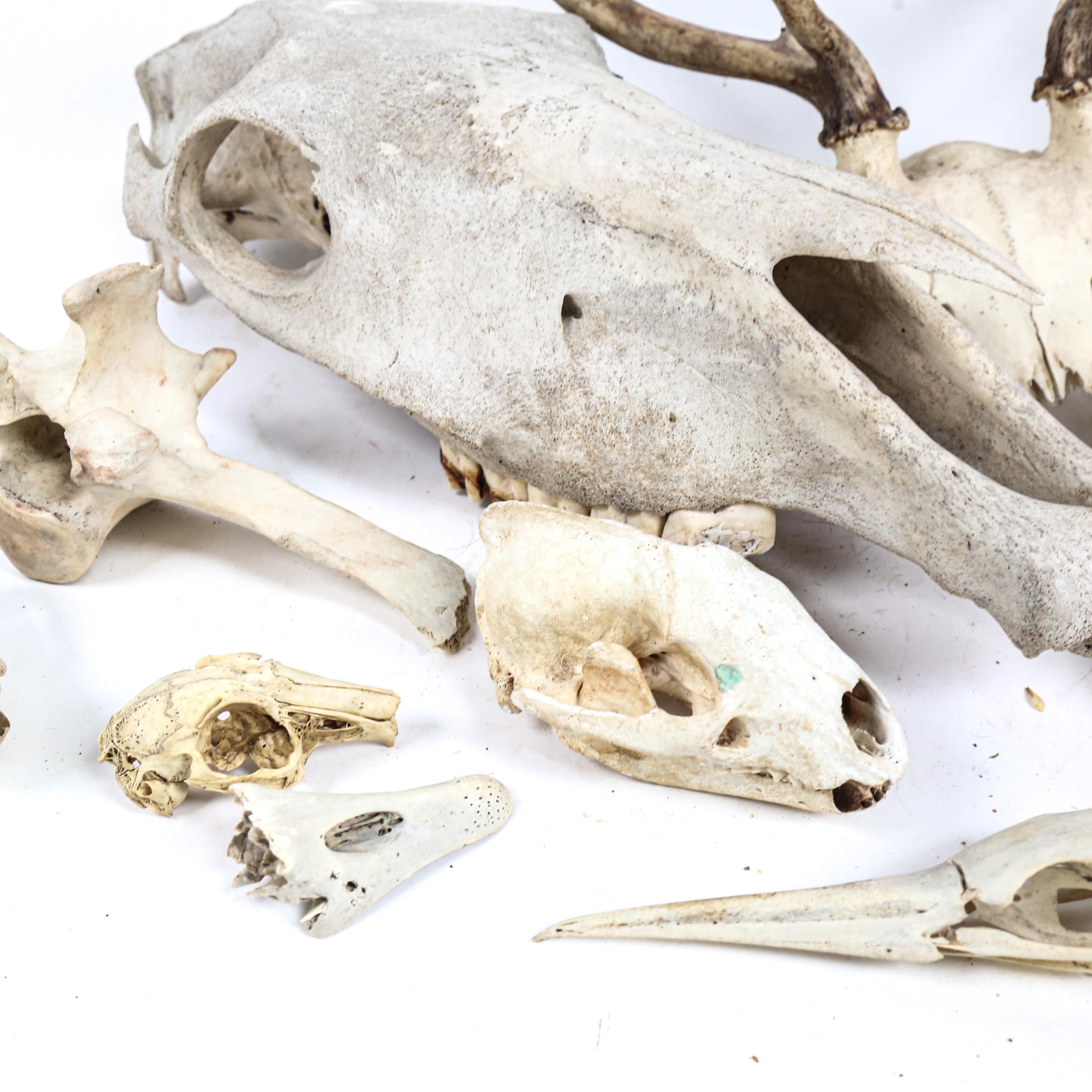 TAXIDERMY - various animal skulls, including cow, deer skull cap with horns etc (boxful) - Image 2 of 2