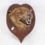 TAXIDERMY - a fox's head, mounted on heart-shaped oak plaque, backing height 30cm