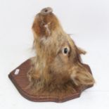 TAXIDERMY - a Wild Boar piglet's head mounted on wall plaque