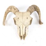 TAXIDERMY - a ram sheep skull and horns, skull length 20cm
