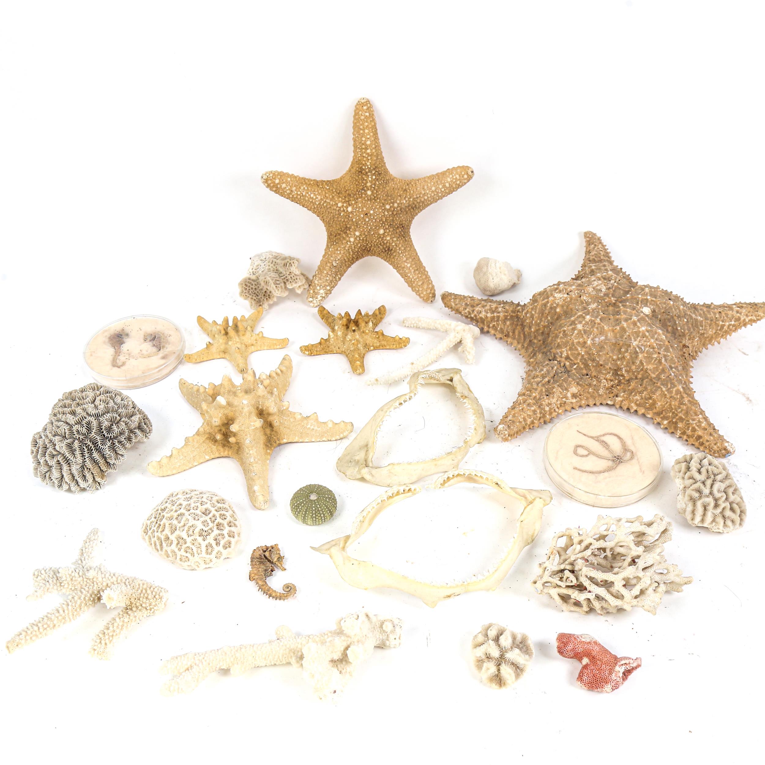 TAXIDERMY - various corals, starfish, shark's jaw, ostrich egg etc