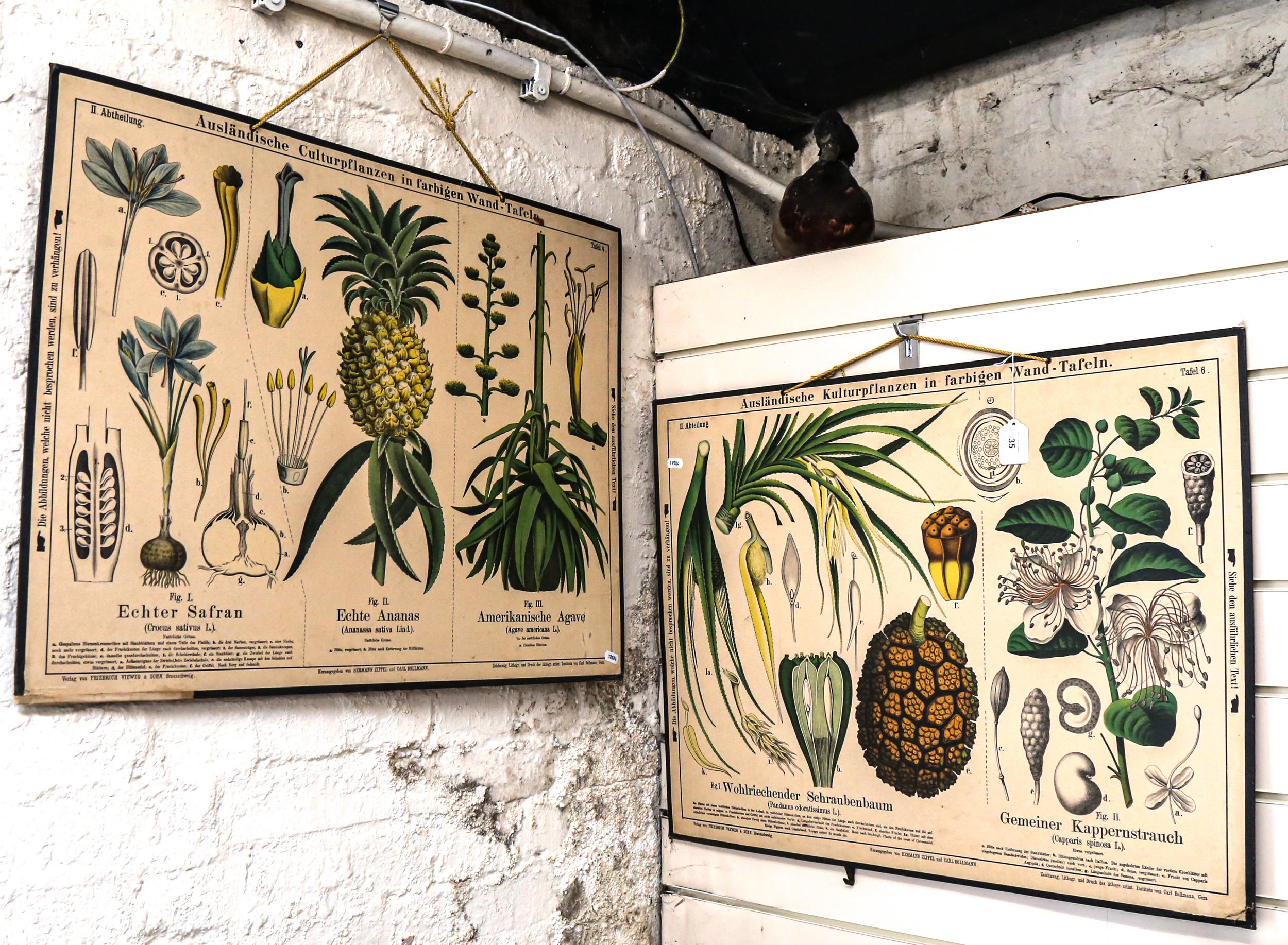 A pair of German natural history botanical classroom educational posters, by Friedrich Vieweg &