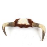 TAXIDERMY - a pair of cattle horns, horn span 46cm