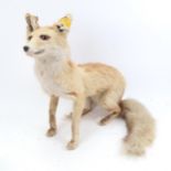 TAXIDERMY - a fox, height 47cm
