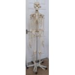 A life-size resin skeleton, with stand
