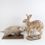 TAXIDERMY - a badger cub on plinth, length 47cm overall, and a hare