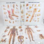 Various 3-dimentional Anatomical Chart Co educational charts