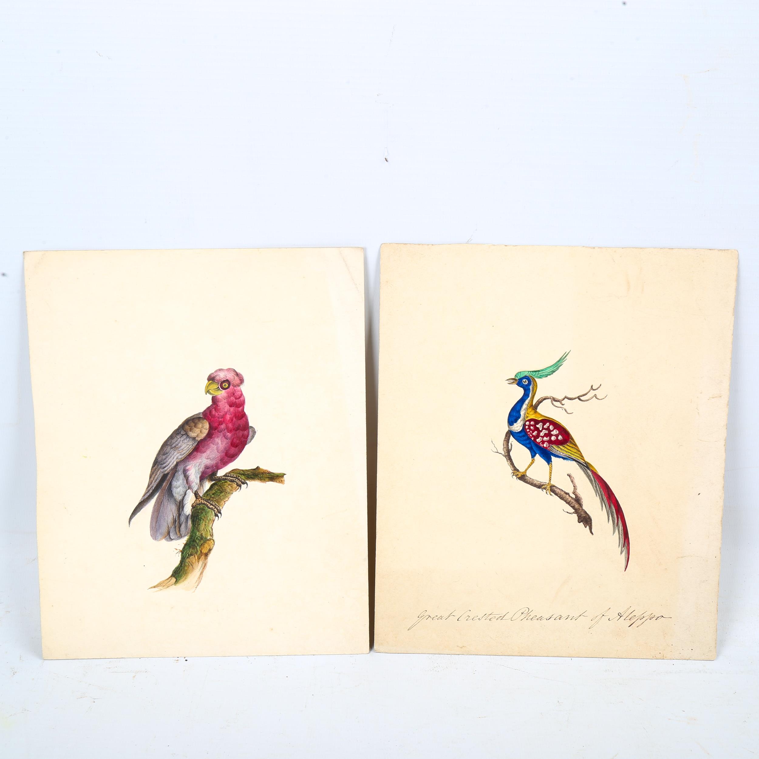 4 x 19th century watercolours, detailed studies of exotic birds, including New South Wales parrot - Image 2 of 4