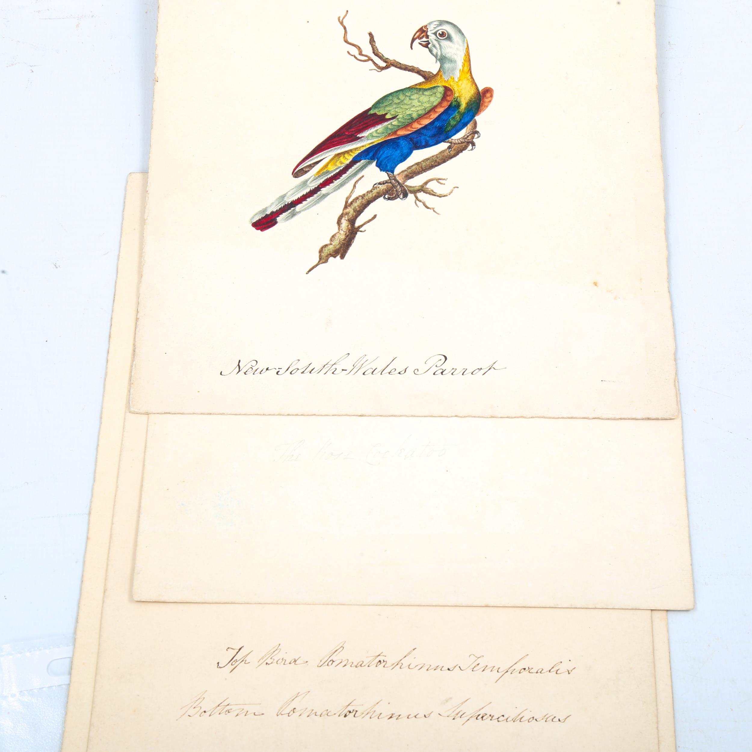 4 x 19th century watercolours, detailed studies of exotic birds, including New South Wales parrot - Image 4 of 4