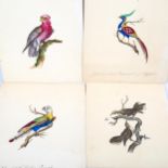 4 x 19th century watercolours, detailed studies of exotic birds, including New South Wales parrot