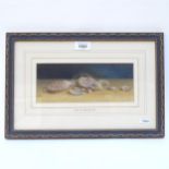Kate Whitley RI, watercolour, detailed study, seashells, signed and dated 1894, 9cm x 23cm, framed