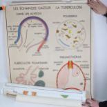 Rudolf Schick, mid-century classroom Respiratory System poster, circa 1945