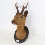 TAXIDERMY - a deer with antlers, mounted on wood plaque, circa 1900