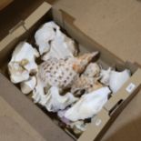 A quantity of seashells, including conch (boxful)