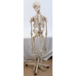 A replica skeleton on a wheeled stand, overall height 158cm
