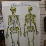 An American large scale clay Adams Skeletal System anatomical schoolroom chart, 190cm x 106cm