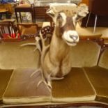 TAXIDERMY - a stag's head with detached antlers, H100cm