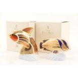 Two Royal Crown Derby Tropical Fish Series paperweights 'Angel Fish', height 11.5cm, and '