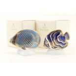 Two Royal Crown Derby Tropical Fish Series paperweights 'Koran Angel Fish', height 10.5cm, and '