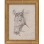 Lucy Elizabeth Kemp-Welch (1869-1958), Portrait of a hunter, pencil sketch, signed, 20cm x 14.5cm