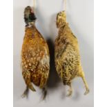 A Taxidermy Brace of Pheasants, a taxidermy brace of Mallard Ducks, and three carved and painted