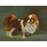 ***Debenham Gould (20th Century) - Study of a Pekingese, signed, artists board 12ins x 15.75ins,