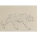 Stanislaus Brien (fl. 1930's - Polish) - Charcoal sketch - "Tiger, India", signed in pencil and