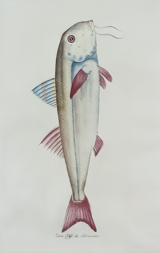 Juan Bautista Bru de Ramon (1740-1799) - Four coloured engravings - Fish identified in Spanish - " - Image 4 of 4